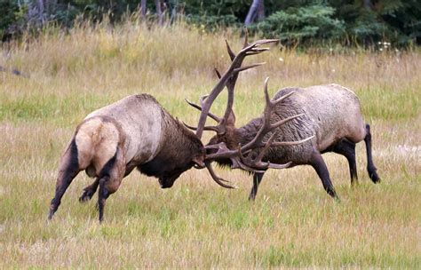 Elk bulls fighting_61 | Bull elk, Majestic animals, Hunting pictures