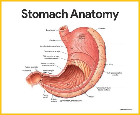 3 muscle layer of stomach | Digestive system anatomy, Digestive system ...