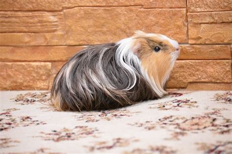 Best Bedding for Guinea Pigs: Great Odor Control & Comfort | Animallama