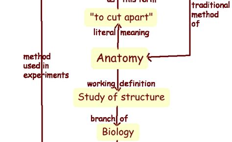 Respiratory System Mind Map Respiratory System Mind Map Template Map – Otosection