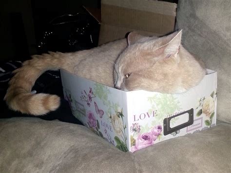 Catbed + cardboard box + old t-shirt = cat fort : r/cats