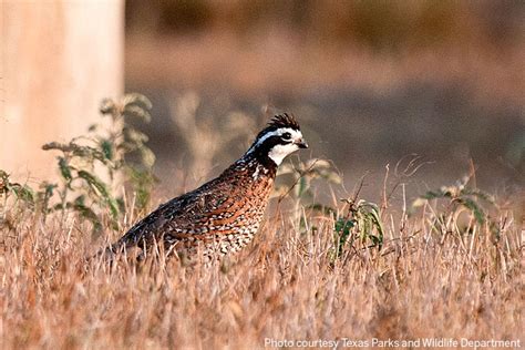 South Texas, Trans-Pecos bright spots for quail hunting