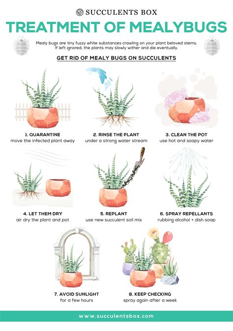 How to get rid of mealybugs on succulents | Plants, Mealy bugs, Indoor plant care