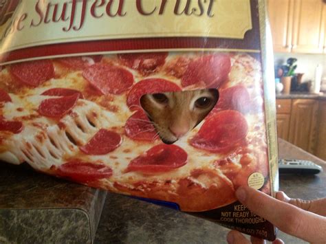 Pizza cat | Pizza cat, Food, Cat love