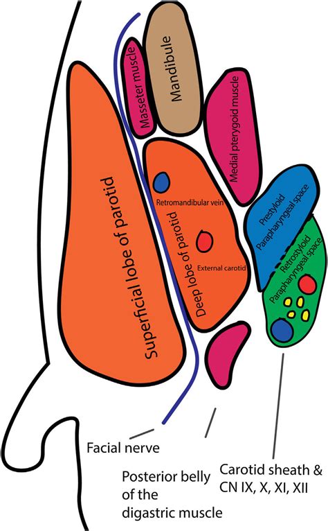 Parapharyngeal Space Anatomy