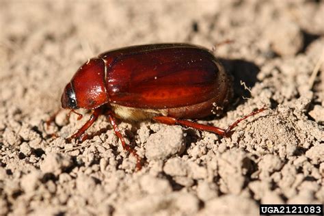 May-June beetles (Genus Phyllophaga)