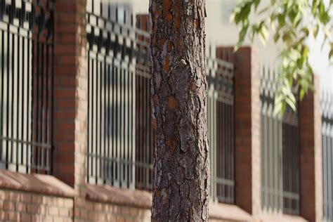 Library - Pine Tree Bark 03 - Friendly Shade