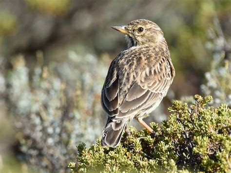 Large-billed Lark - eBird