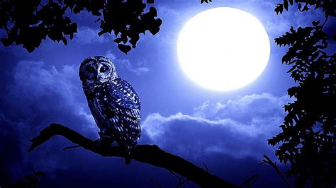 Night owl on laptop - offersmoon