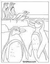 Free PENGUIN Coloring Pages For Download Printable PDF  VerbNow sketch template