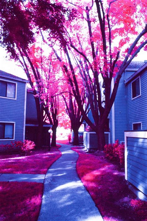 Infrared Film Photography - IR Film How To, Tips & Filters - The Darkroom