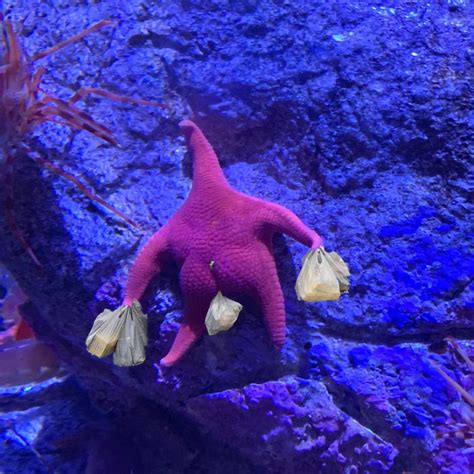 Someone Finds A Patrick-Lookalike Starfish At An Aquarium, Inspires A ...