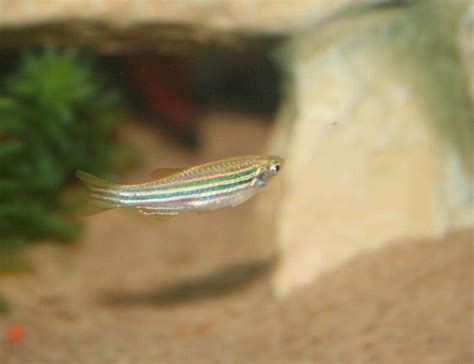 Zebra Danio (danio Rerio) Photos - RateMyFishTank.com