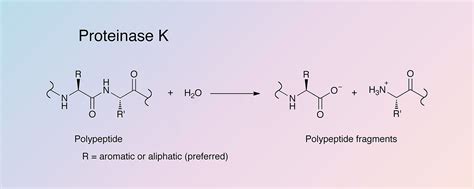 Proteinase K - Worthington Enzyme Manual | Worthington Biochemical