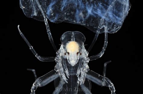 Meet Phronima, the barrel-riding parasite that inspired the movie Alien