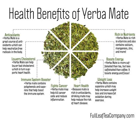 What is Yerba Mate? 8 Health Benefits | Full Leaf Tea Company