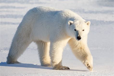 Do Polar Bears Conserve Energy With Walking Hibernation? | Polar Bears ...