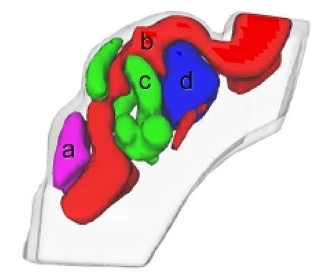 Chick mesonephros on 5 ED -a: Wolffian duct, b: marginal blood channel,... | Download Scientific ...