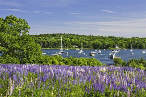 Round Pond Lupine Flowers On The Coast Of Maine Photograph by Keith Webber Jr