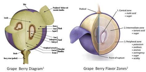 EnoViti: Chemistry of the Grape Berry