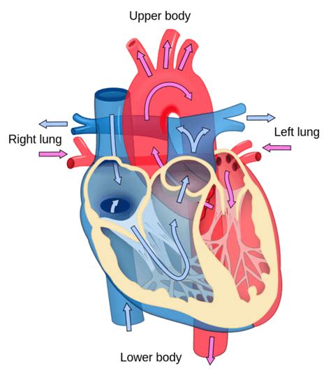 File Heart Diagram Blood Flow En Svg | Best Diagram Collection