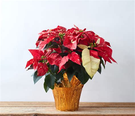 Poinsettia Red Glitter - Dewar Nurseries