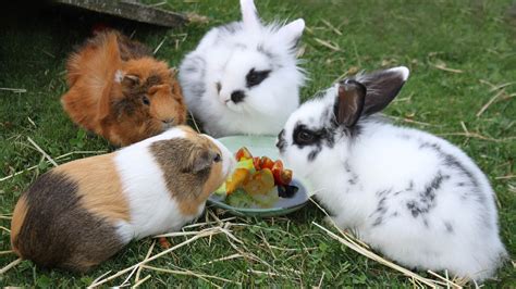 Can you keep a rabbit, guinea pig or hamster together in the same cage? - Versele-Laga