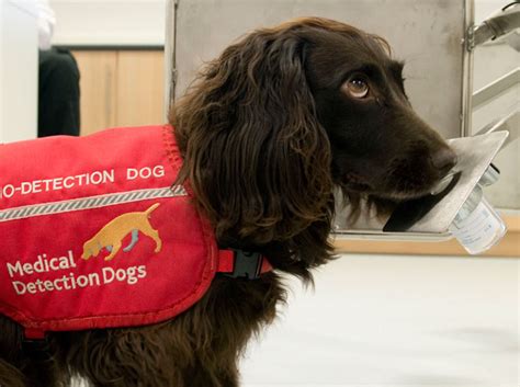 Medical Detection Dogs | Dogs saving lives