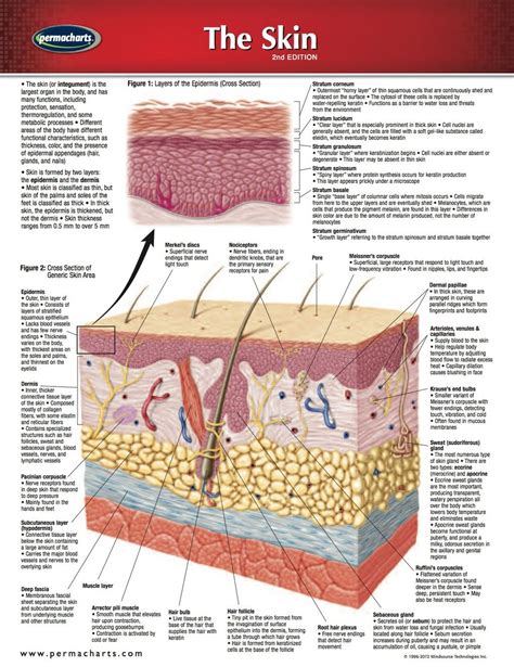 Skin Chart - Medicine and Anatomy Quick Reference Guide (eBook Rental) | Skin medical, Skin ...