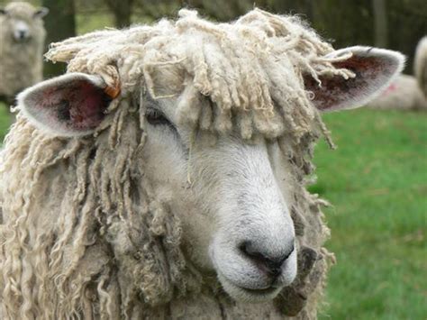 Cotswold Sheep Society urges use of logo to safeguard breed | News | The Grocer