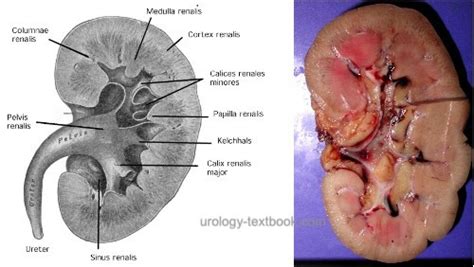 Ureter and Renal Pelvis: Anatomy and Histology