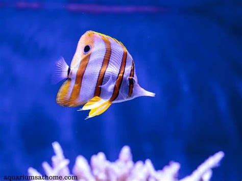 Are Copperband Butterflyfish Reef Safe?