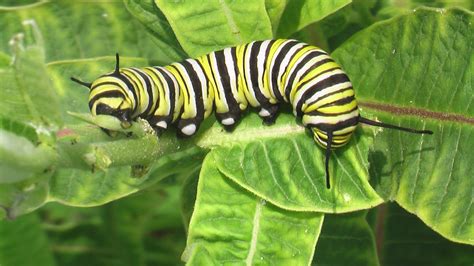 Iowa central to proposed “Monarch Highway” – Homegrown Iowan