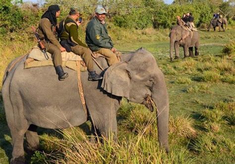 Online Elephant safari booking in Kaziranga National Park Assam