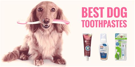 5 Best Dog Toothpaste — Sentry, Enzymatic, Tartar Control, DIY, etc.