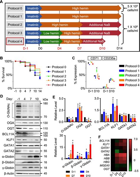 Optimization of the culture protocol for efficient erythroid ...