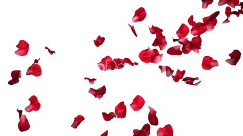 Rose Petals PNG Transparent Images | PNG All
