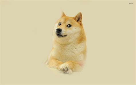 Doge Meme Wallpaper - WallpaperSafari
