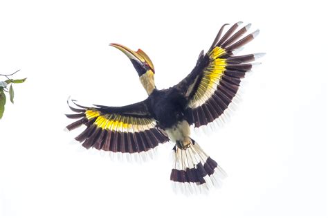 THE GREAT HORNBILL