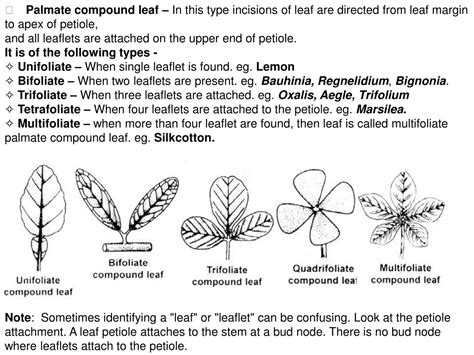 PPT - Plant morphology – plant organs PowerPoint Presentation, free ...