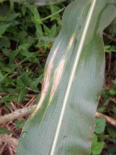 Northern Corn Leaf Blight | Agrio