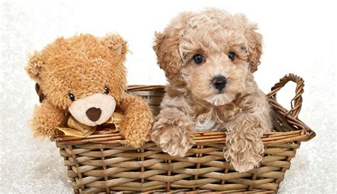 At What Age Are Teddy Bear Puppies Full Grown