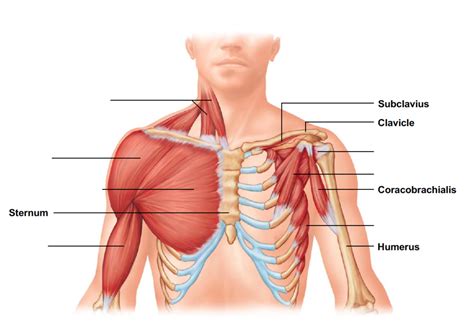 Chest Muscles Diagram - I often get asked, how can i build thick ...