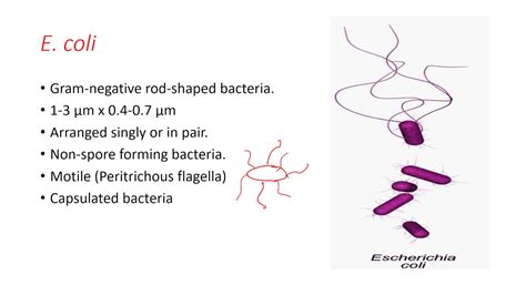 Escherichia coli (E. coli) Gram negative rod-shaped bacteria - YouTube