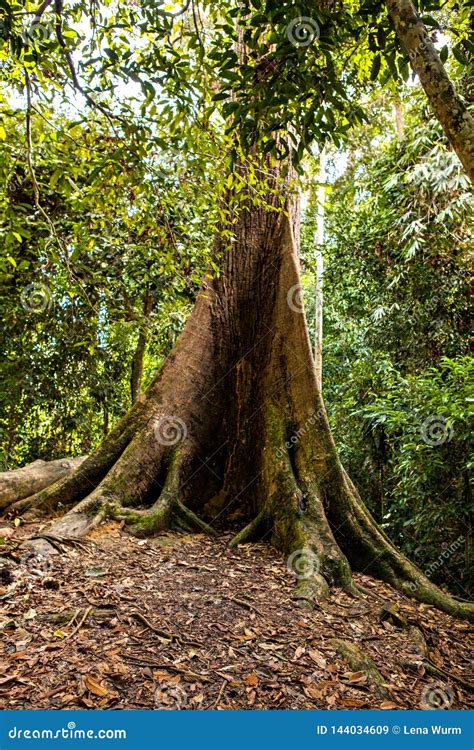 Sepilok Giant, The Oldest Tree Of Sabah In The Sepilok Rainforest Discovery Centre, Borneo ...