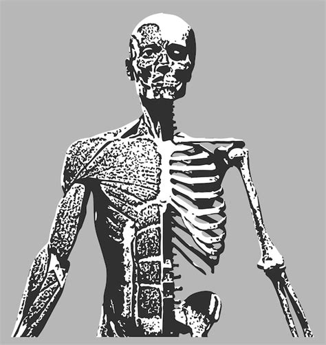 Premium Vector | A drawing of a skeleton with the word skeleton on it.