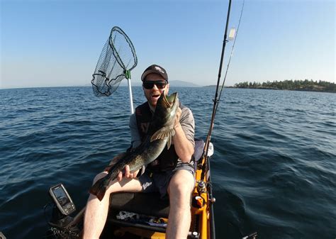 How to catch Lingcod via habitat and gear - BC Fishing Journal