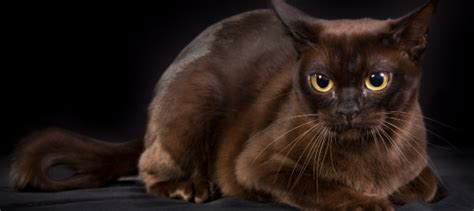 Burmese Cat Personality: How Do Burmese Cats Act? | Litter-Robot