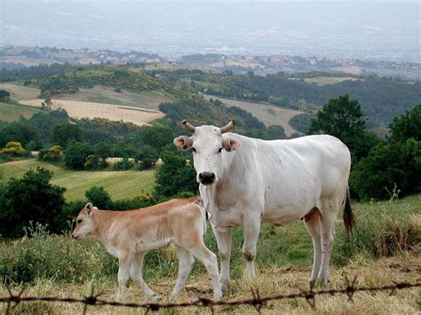 23 Facts About Chianina Cattle [2024]