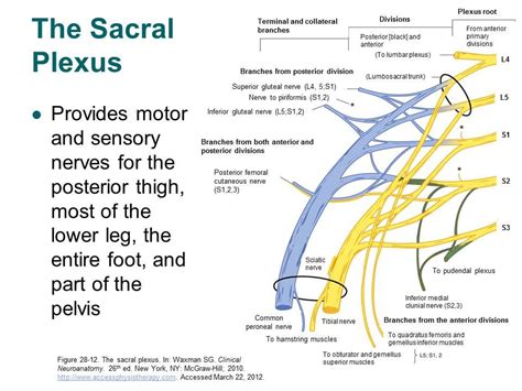 lumbosacral plexus | Plexus products, Medical anatomy, Nerve anatomy